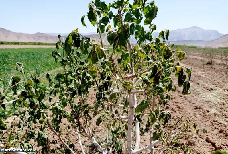 خسارت سرما به کشاورزی استهبان فارس ۱۲۱۰ میلیارد ریال برآورد شد