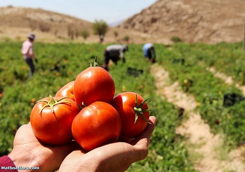 برداشت پاییزه گوجه فرنگی بزودی آغاز می‌شود