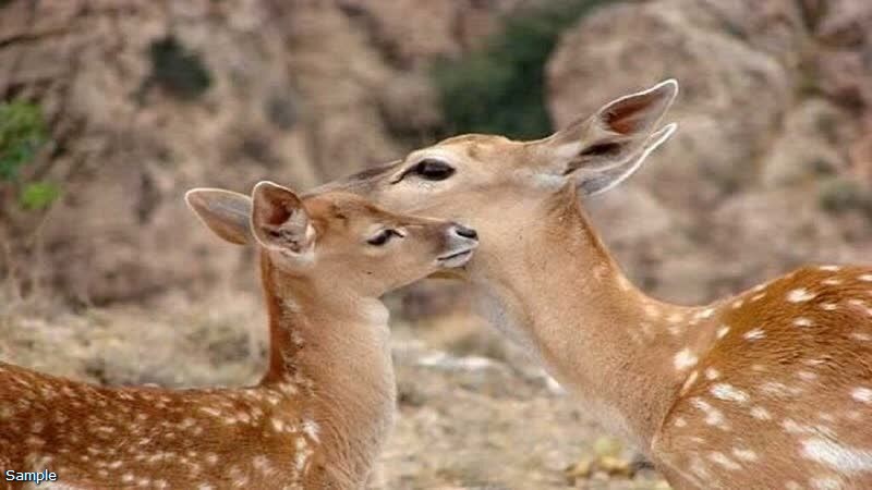 گوزن زرد ایرانی در ارسنجان زاده شد