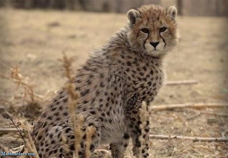 در صورت برطرف نشدن نارسایی کلیوی، «پیروز» هر ۲۴ ساعت نیاز به دیالیز دارد