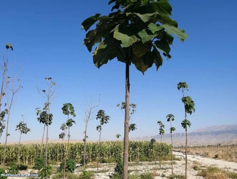 گیاه دارویی مورینگا در کازرون زیر کشت رفت