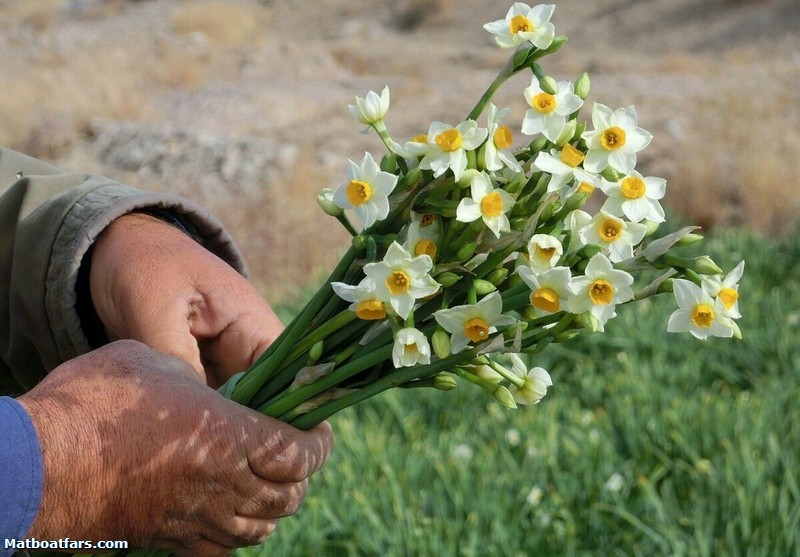 صادرات هر ۱۲۰ شاخه گل معادل یک بشکه نفت است