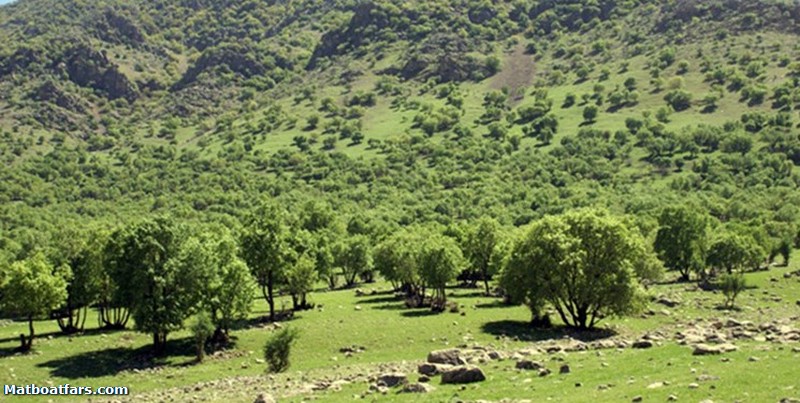 هشت ذخیره‌گاه جنگلی جدید در فارس شناسایی شدند