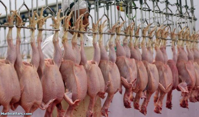 ‌۷۰ دلال گوشت مرغ در فارس شناسایی شدند